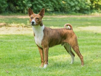 Canaan Dog