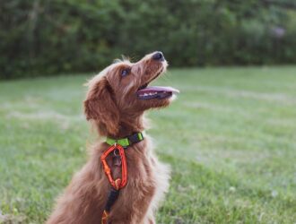 Clicker Training: The Art of Communication with Your Canine Companion