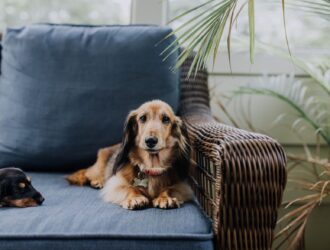 Creating a Dog-Friendly Home: Tips for a Safe and Welcoming Environment