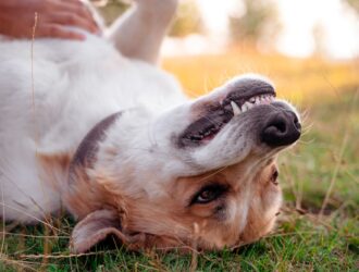 Dental Care for Dogs: Tips for a Healthy Canine Smile