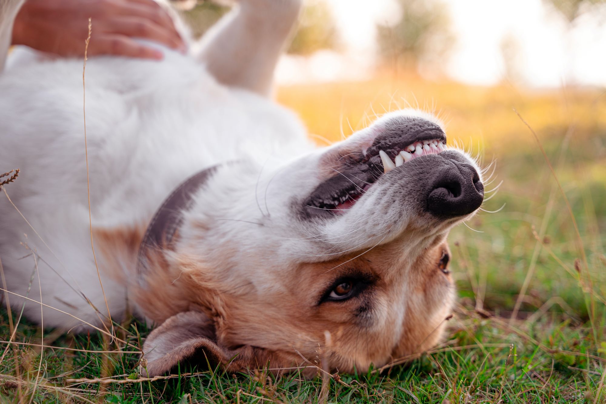 Dental Care for Dogs: Tips for a Healthy Canine Smile