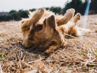 How to Prevent and Treat Common Canine Parasites: Fleas, Ticks, and Worms