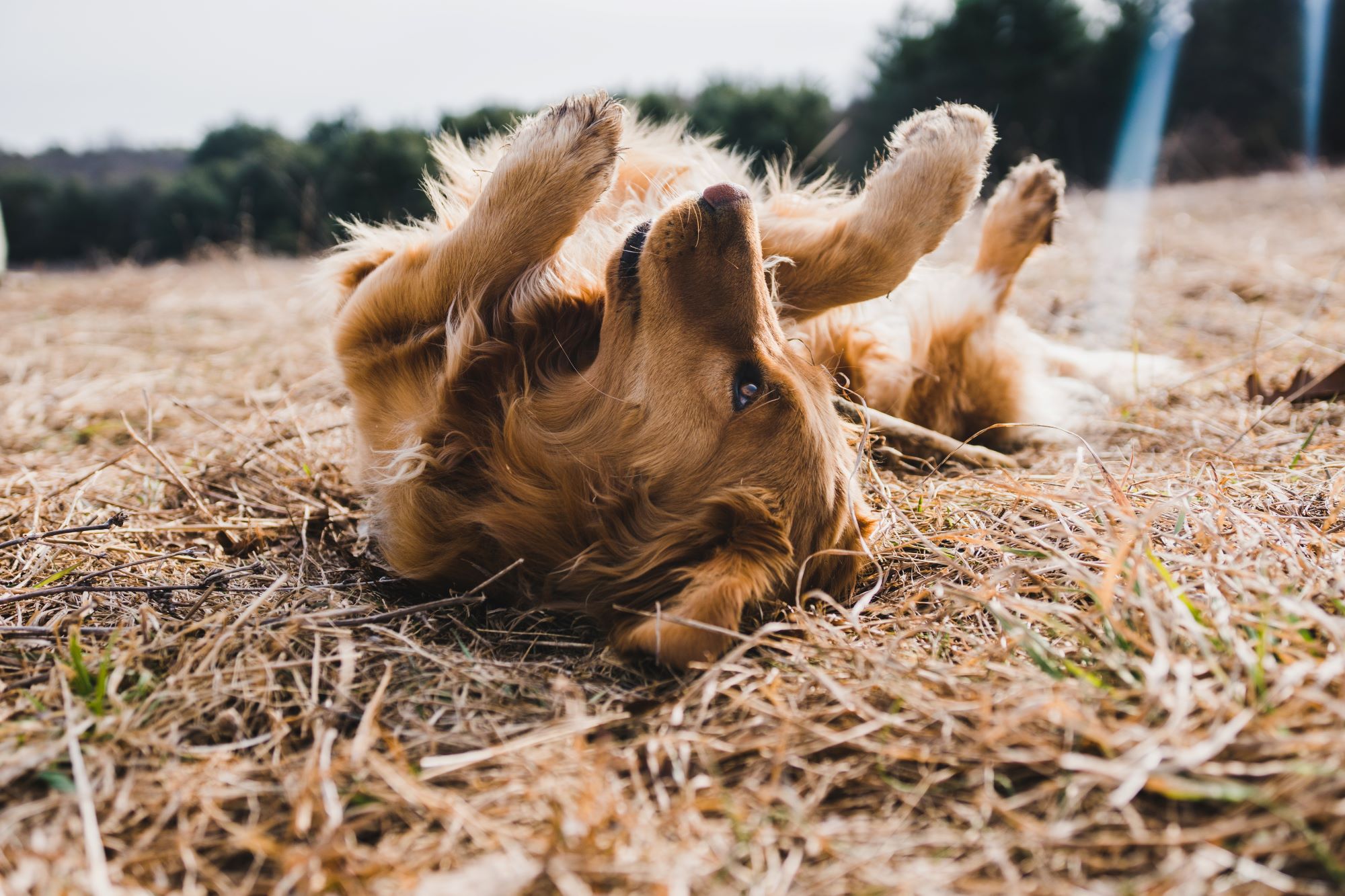 How to Prevent and Treat Common Canine Parasites: Fleas, Ticks, and Worms