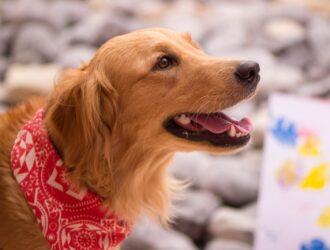 Positive Reinforcement: The Key to Effective Dog Training