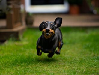 general information on the Dachshund