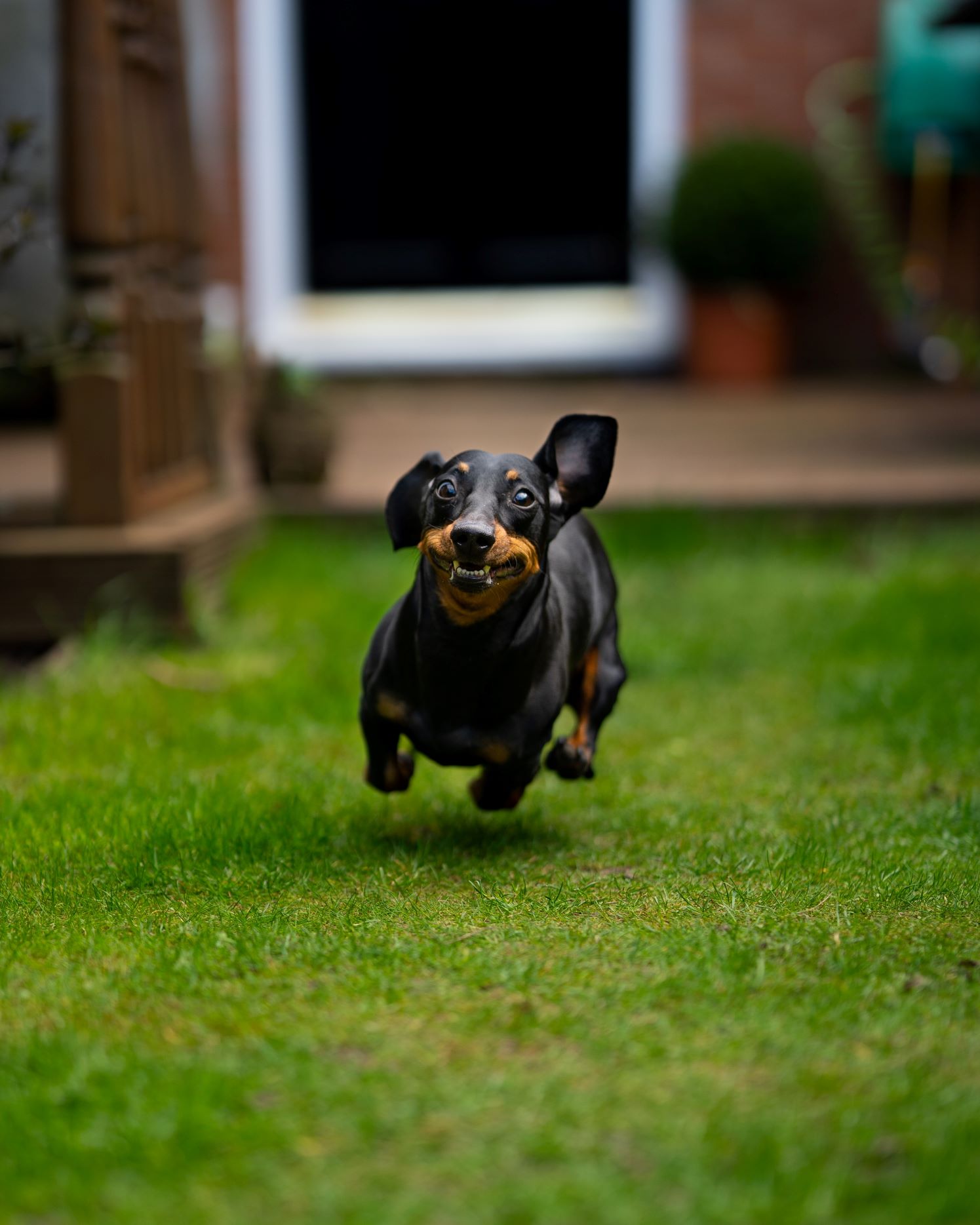 general information on the Dachshund