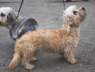 Dandie Dinmont Terrier general information