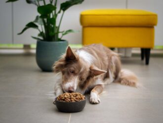 Nutrition 101: Feeding Your Dog for Optimal Health