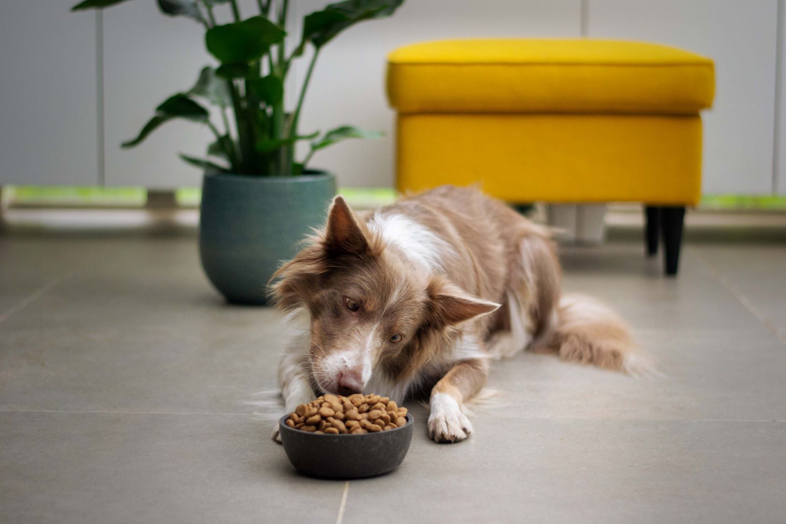 Nutrition 101: Feeding Your Dog for Optimal Health