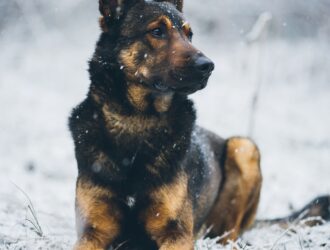 The Belgian Malinois - A History of Herding, Working, and Serving