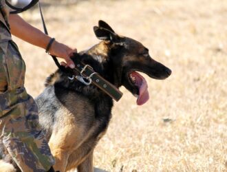 Unleashing Heroes - The Role of Dogs in the Police Force