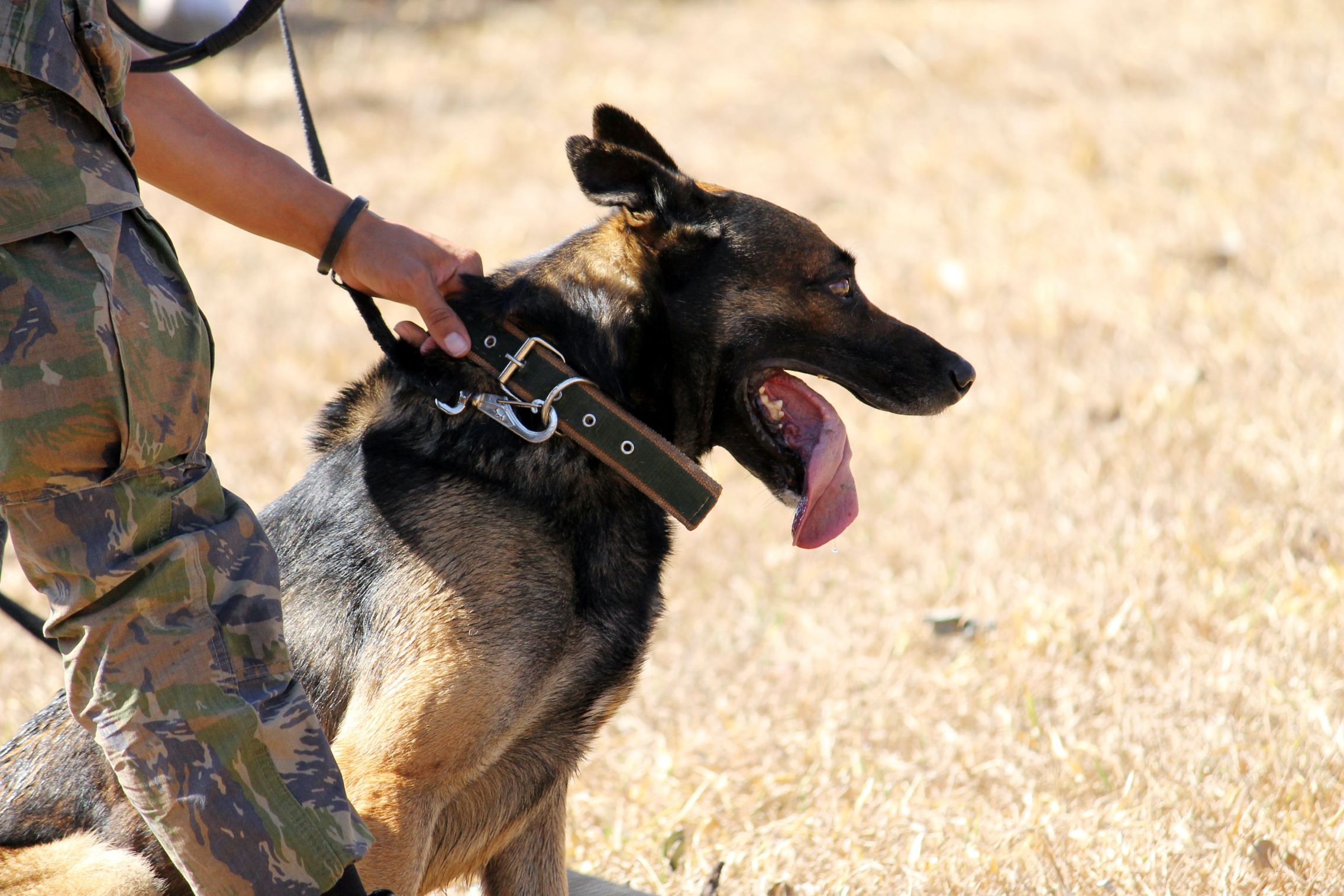 Unleashing Heroes - The Role of Dogs in the Police Force