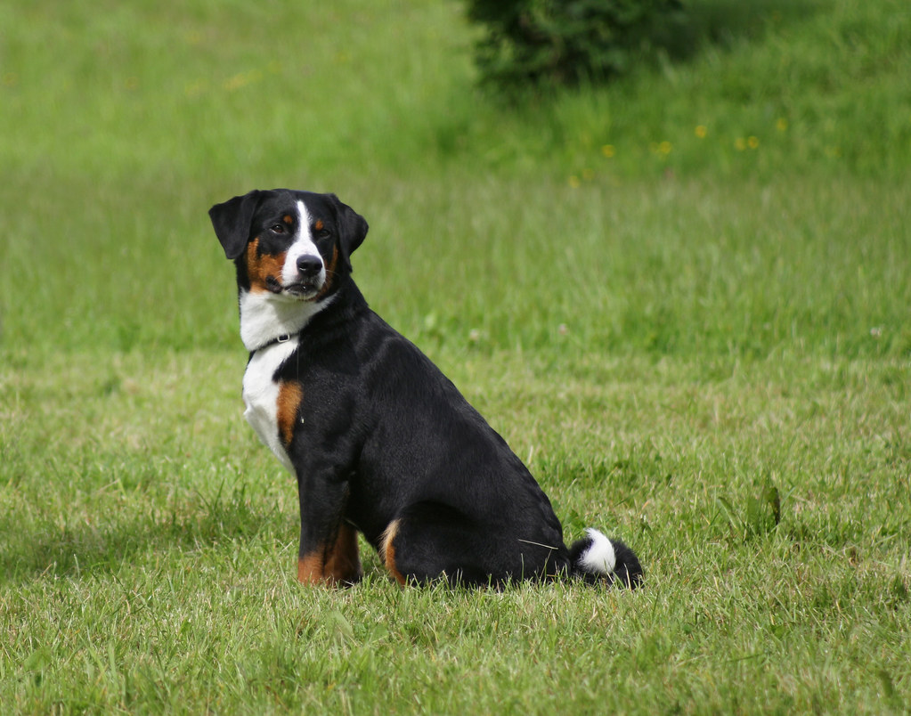 Entlebucher Mountain Dog