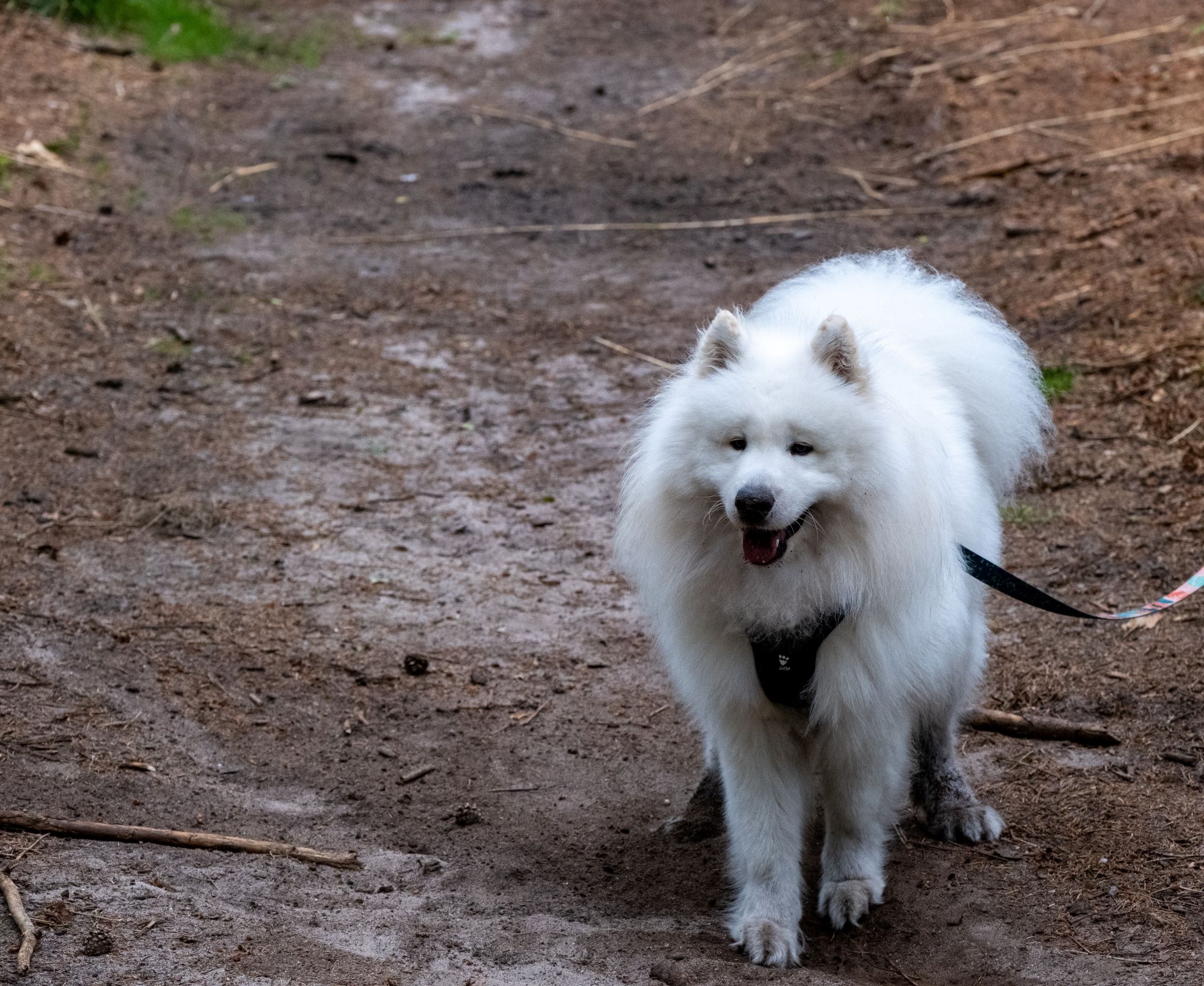 Eskimo Dog