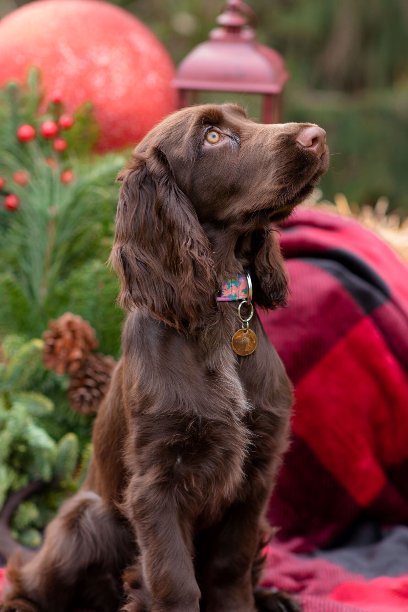 Field Spaniel general information