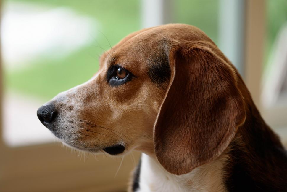 english foxhound