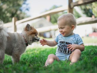 how to train a dog to act with a kid