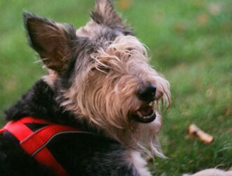 Glen of Imaal Terrier information