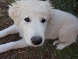 Great Pyrenees information