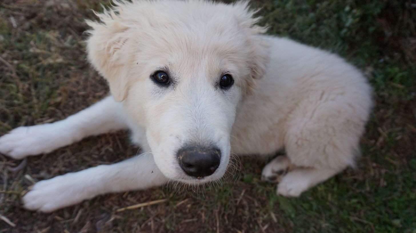 Great Pyrenees information