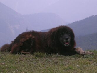 Himalayan Sheepdog overview