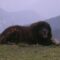 Himalayan Sheepdog overview