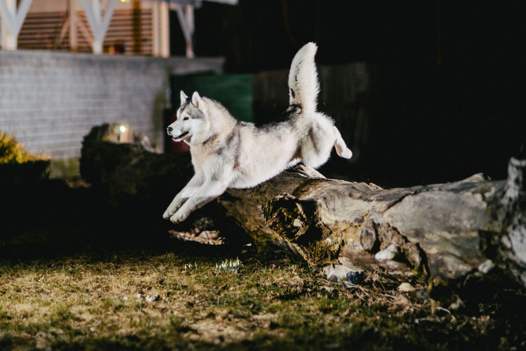 Alaskan Malamute Temperament