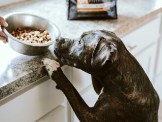Top 5 Commercial Dog Foods