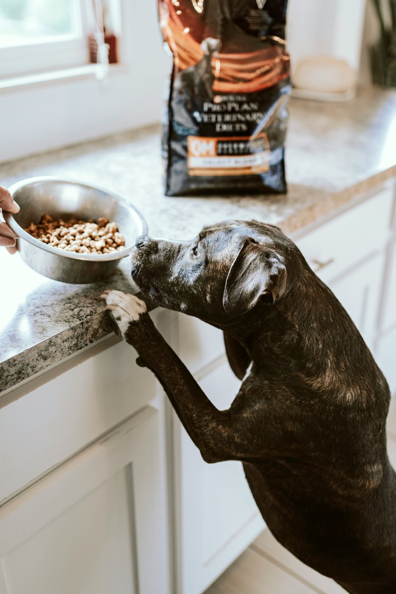 Top 5 Commercial Dog Foods