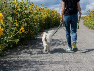 the purpose of dog walks