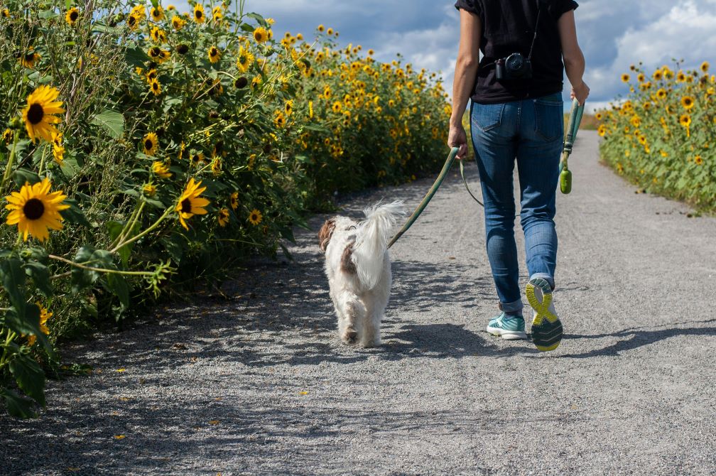 the purpose of dog walks