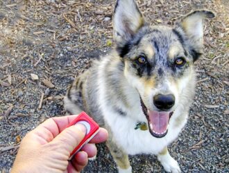 top dog clicker products