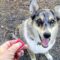 top dog clicker products
