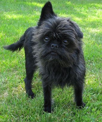 Affenpinscher History