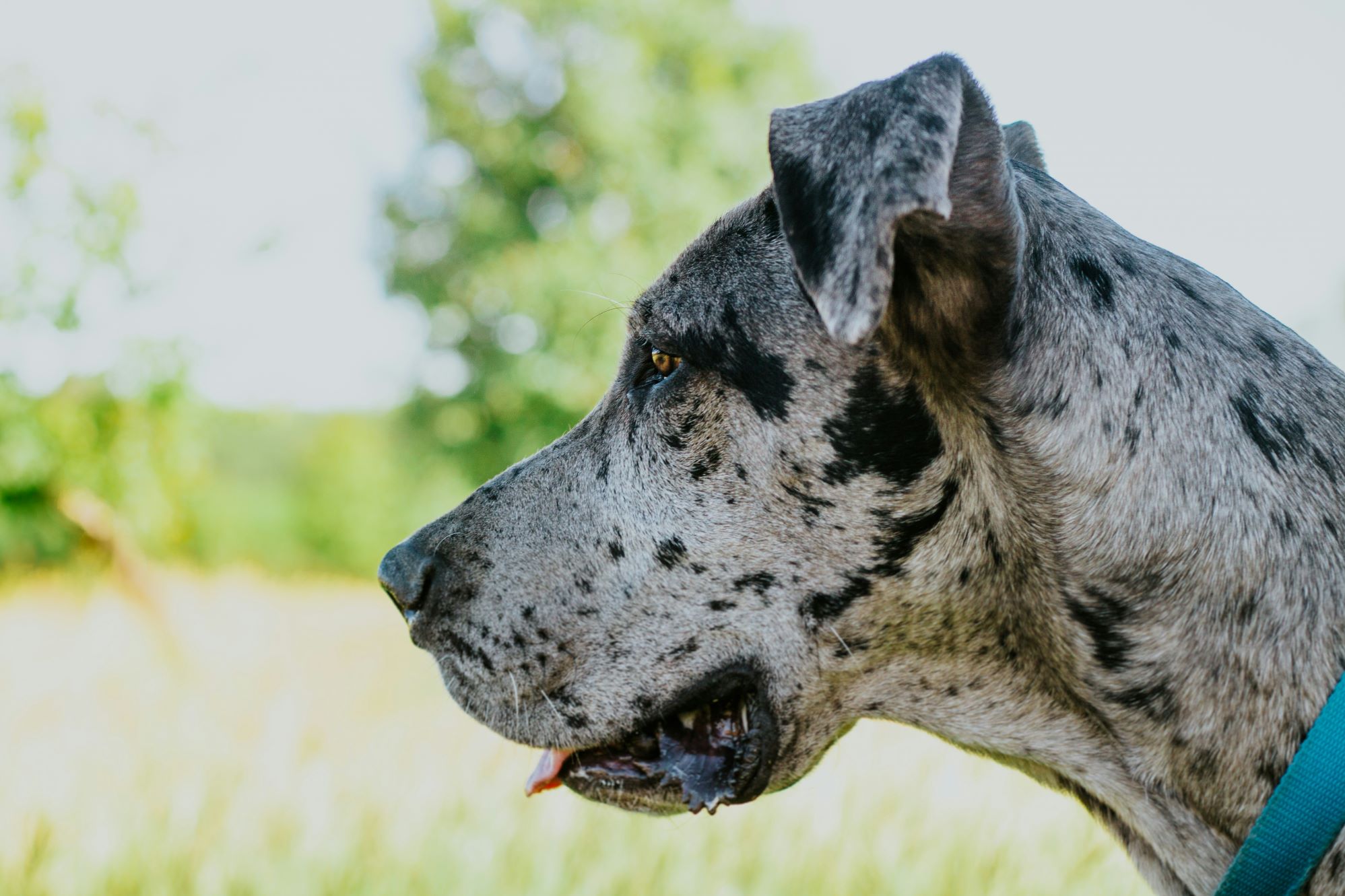 Common Great Dane Health Issues