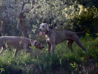 Training Tips for Great Danes