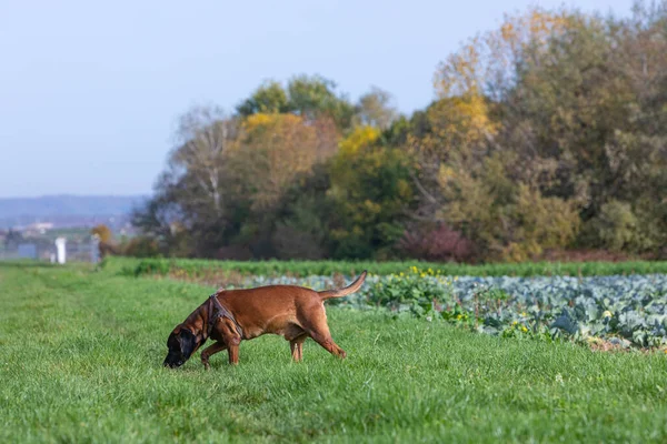 how to train a dog to track