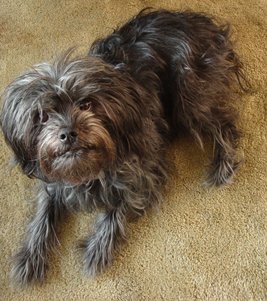 Affenpinscher appearance