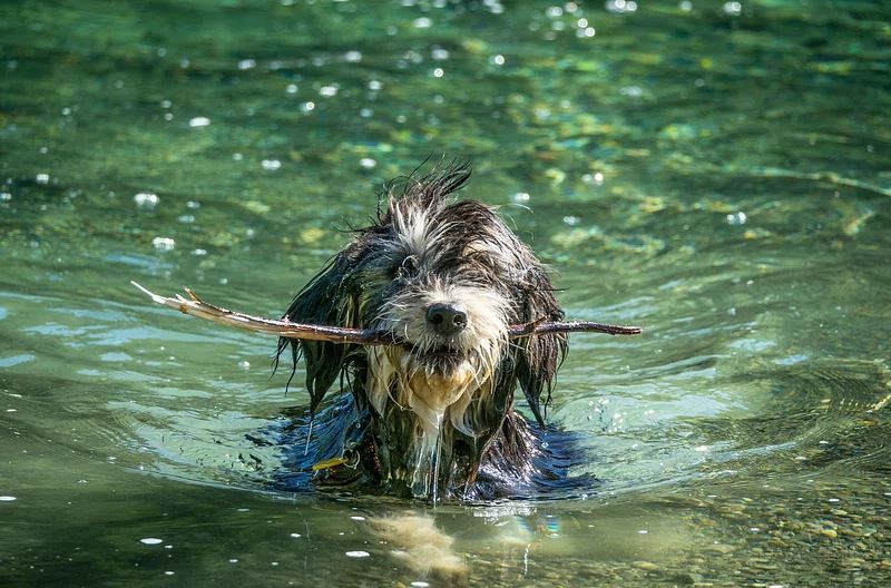 Affenpinscher Temperament