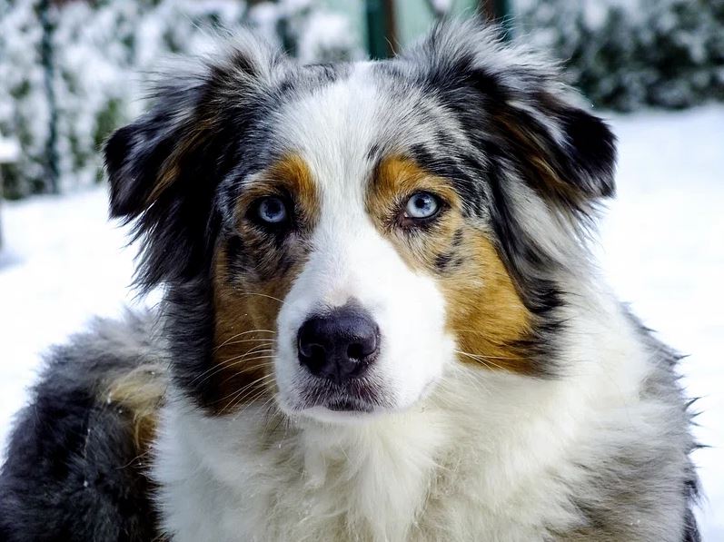 Australian Shepherd Temperament