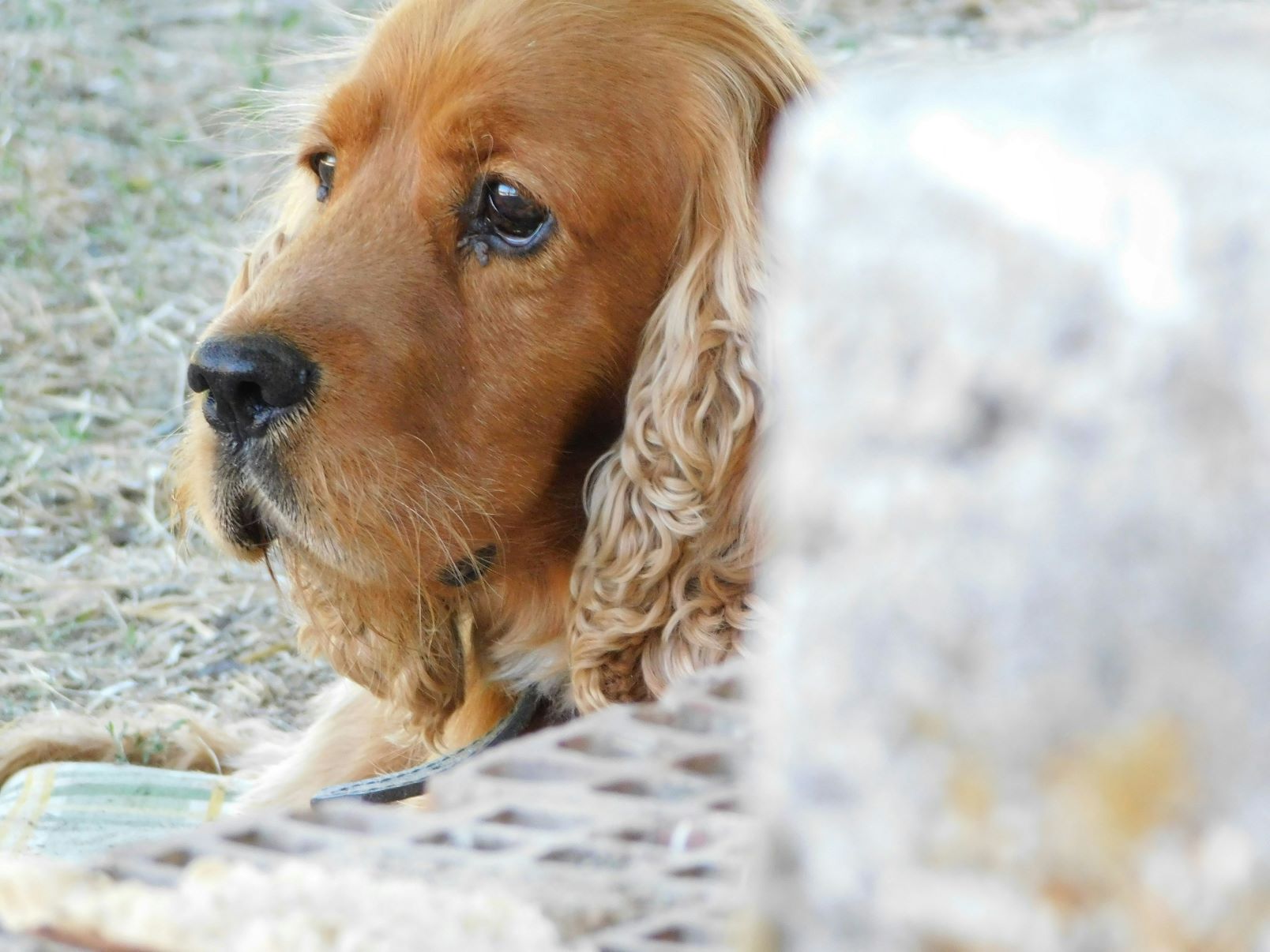 English Cocker Spaniel Training