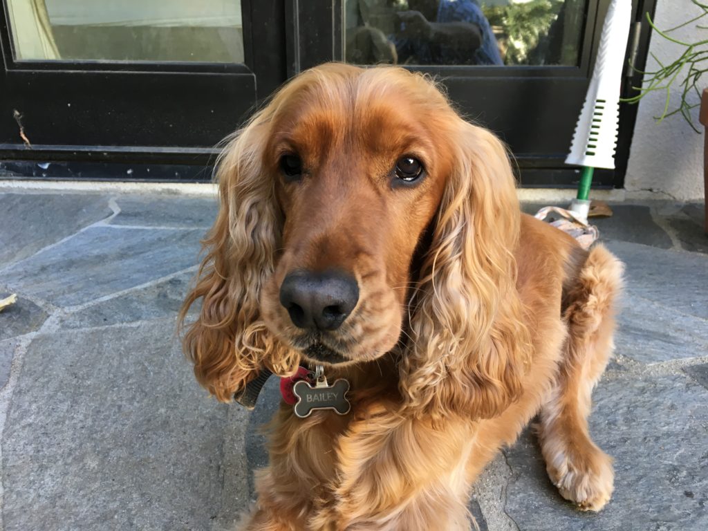 Exercising English Cocker Spaniel