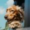 Grooming Your English Cocker Spaniel