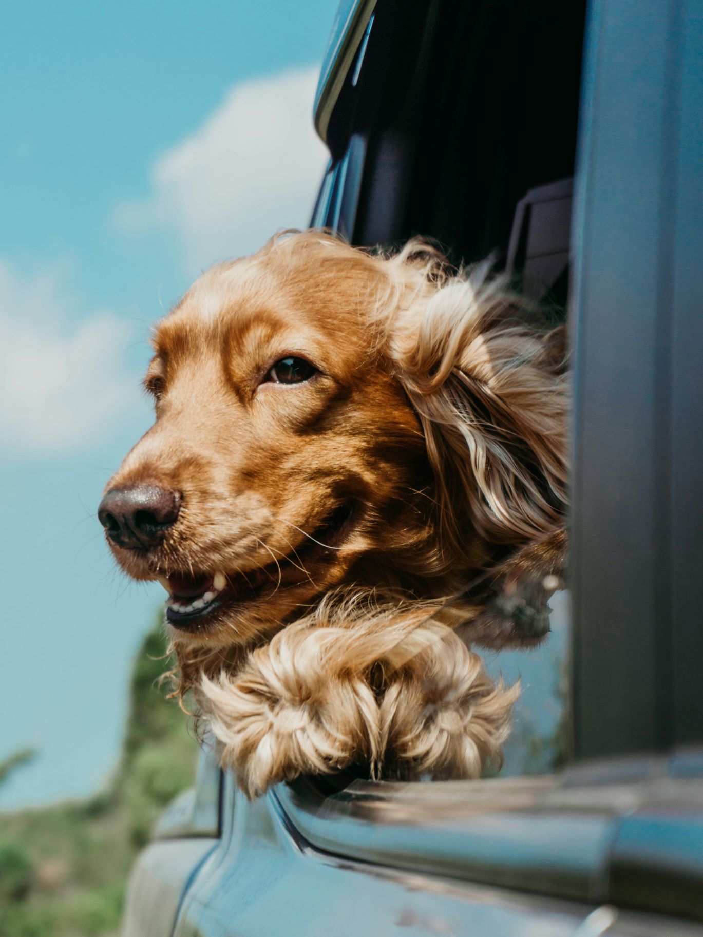 Grooming Your English Cocker Spaniel