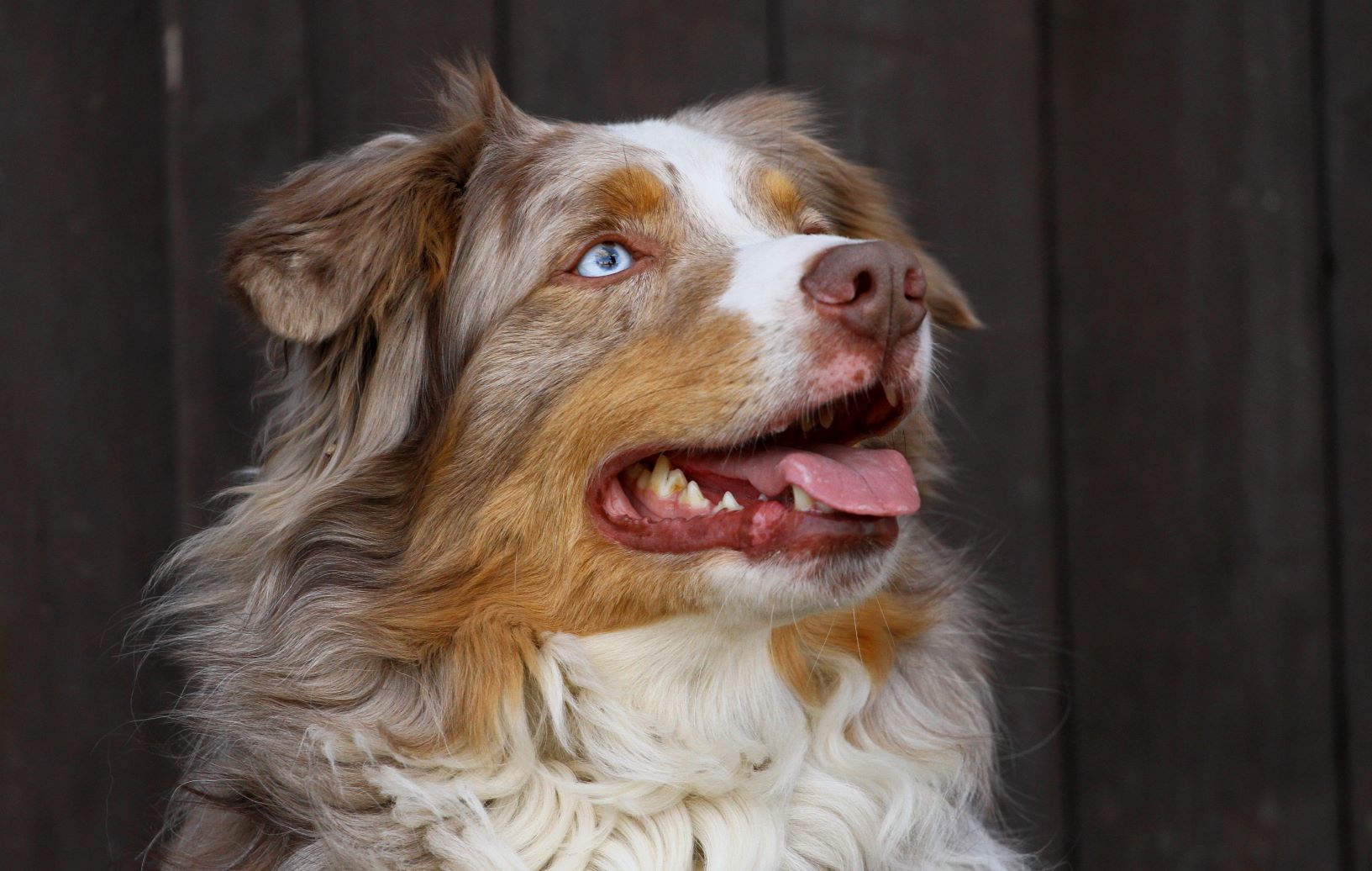 Training Your Australian Shepherd