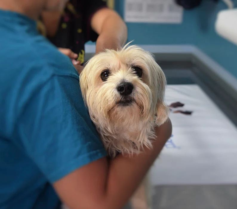 affenpinscher grooming