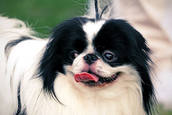 Japanese Chin Dog Breed