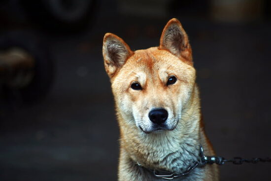 Jindo dog breed guide