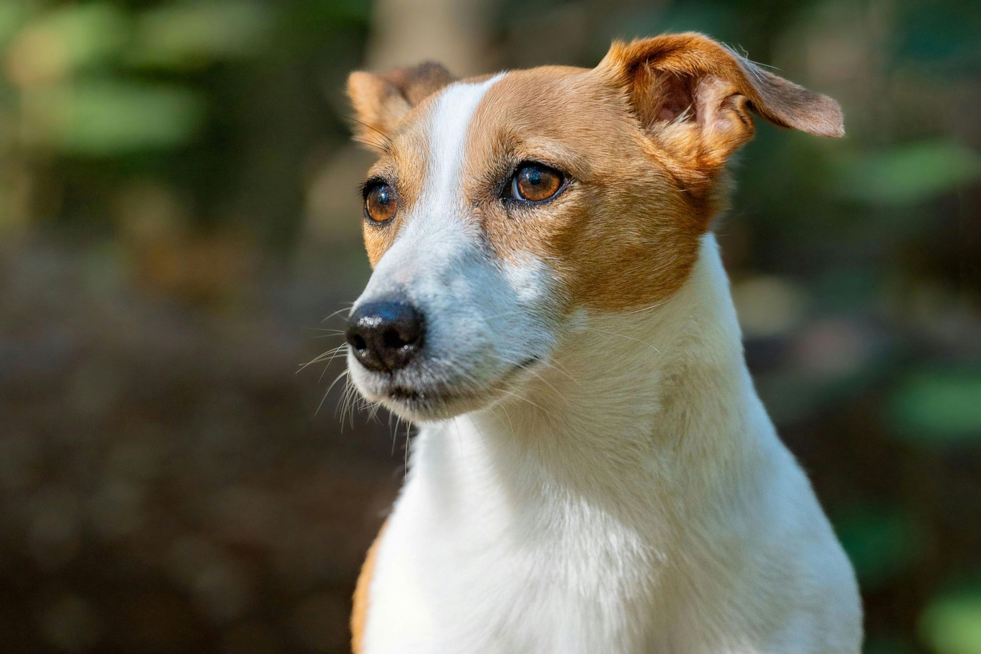 jack Russell terrier breed guide